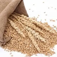 
Wheat Seeds/Wheat Flour/ Wheat Grain 