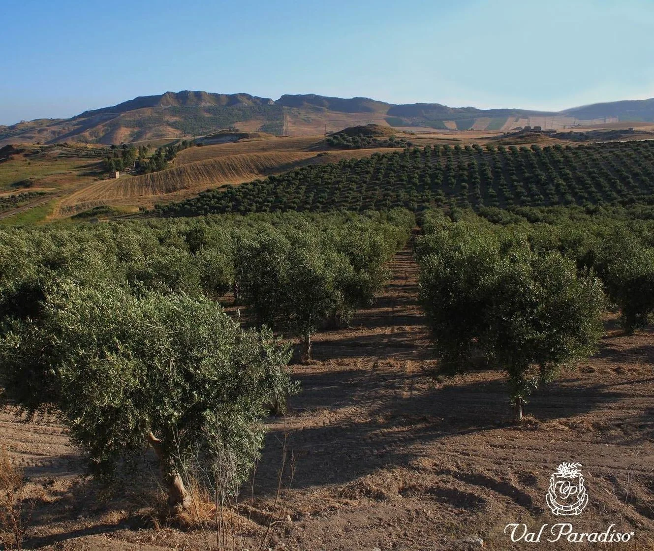 Био-органическое масло оливковое чистое желтое подарок 25 cl 50 75 стеклянная бутылка Упаковка Экстра натуральное
