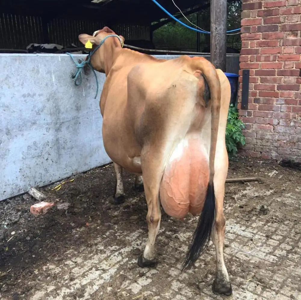 
Pregnant Jersey cattle 