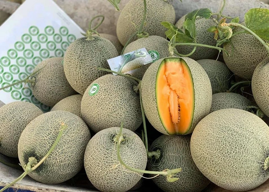 
Wholesale Fresh Cantaloupe for sale ready to export from Vietnam, melon fruit 