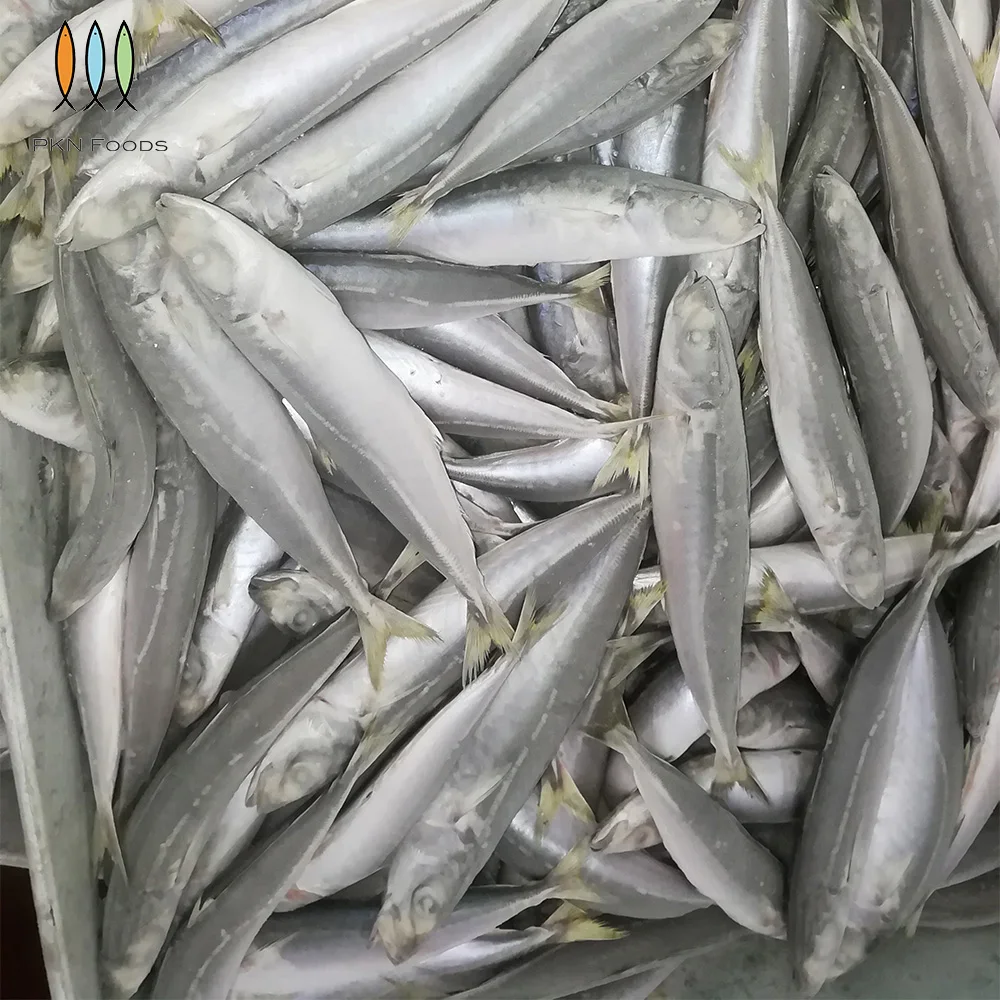 Seasonal Nature Whole Part IQF BLOCK Frozen Fresh Decapterus Macrosoma Layang Scad with 2 Years Shelf Life
