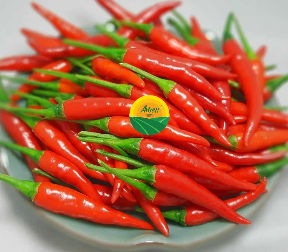 Fresh Red Chili Supplier, High quality chili from Vietnam