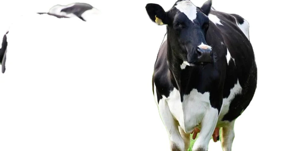 Высшее качество премиум пшеничные отрубы для кормления животных/высококачественные