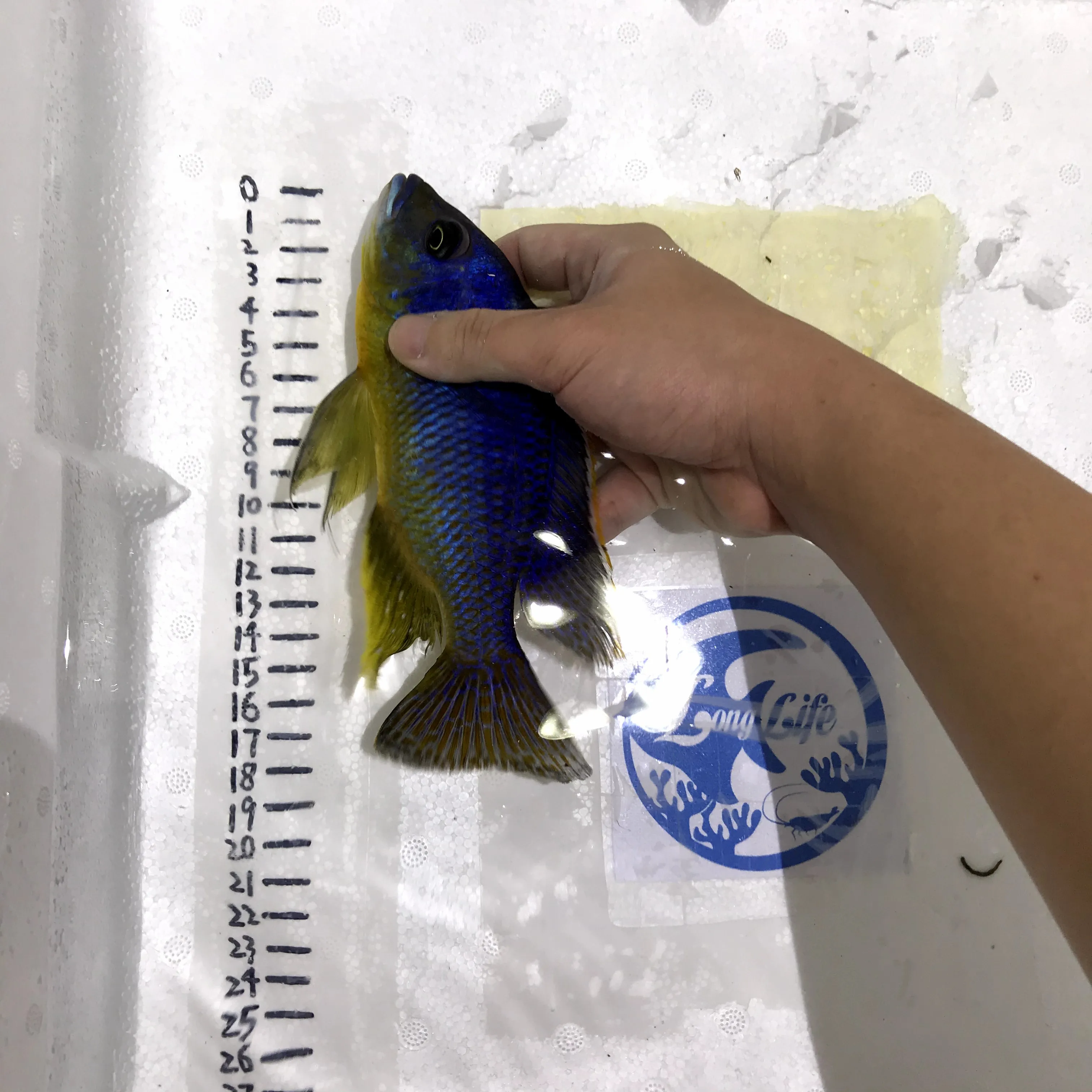 
Farm bred Protomelas ornatus African Malawi Cichlids For sale 