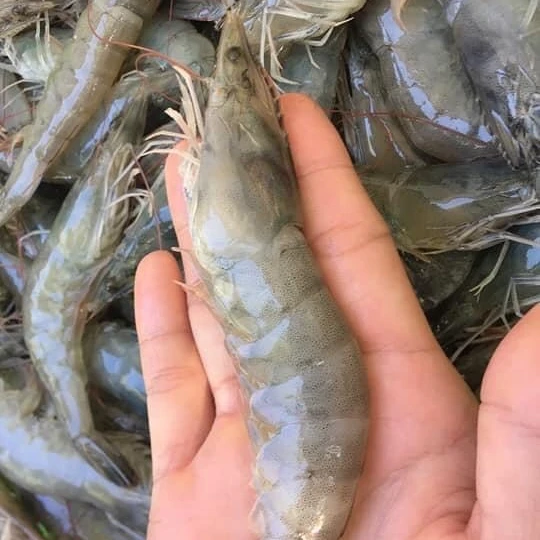 Замороженные белые креветки лучшего качества ракушки с сроком годности 24 месяца морепродукты экспорт из