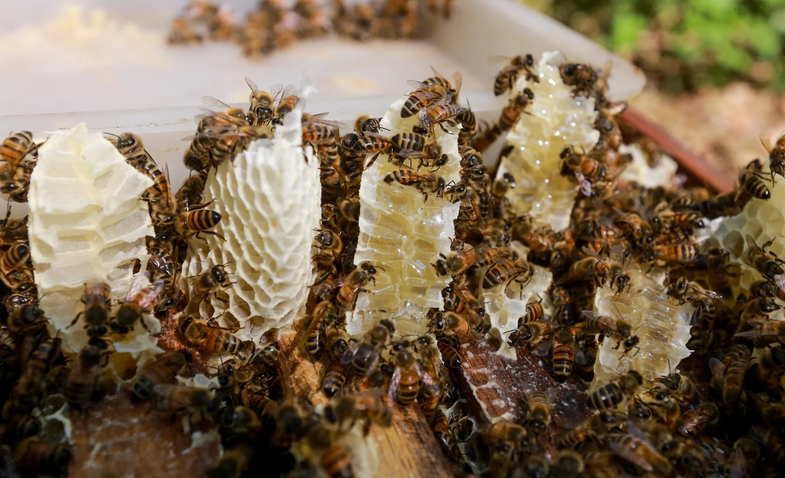 Natural Bee Honey High Quality / Golden Wattle Honey For Wholesale / Best Pure Honey Products From Vietnam