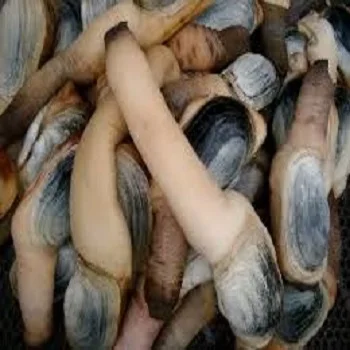 Морепродукты, моллюски, живые моллюски