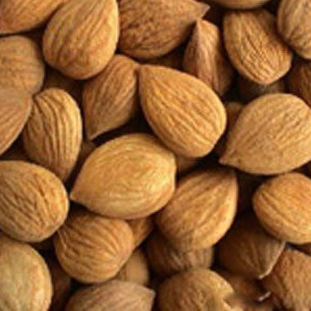 Сырые сушеные зерна Горького абрикоса для продажи