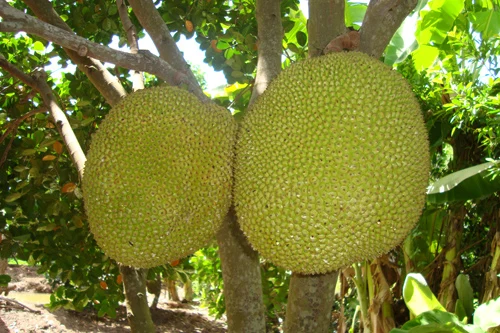 Thailand Canned Jackfruit in Brine