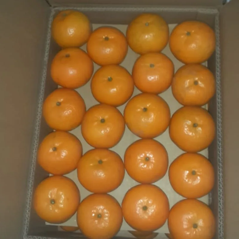 Best Quality Mandarin orange in Pakistan