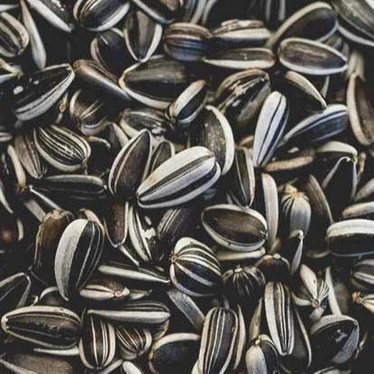 Raw Sunflower Kernels, Sunflower seeds for sale, Bulk sunflower seed exporters