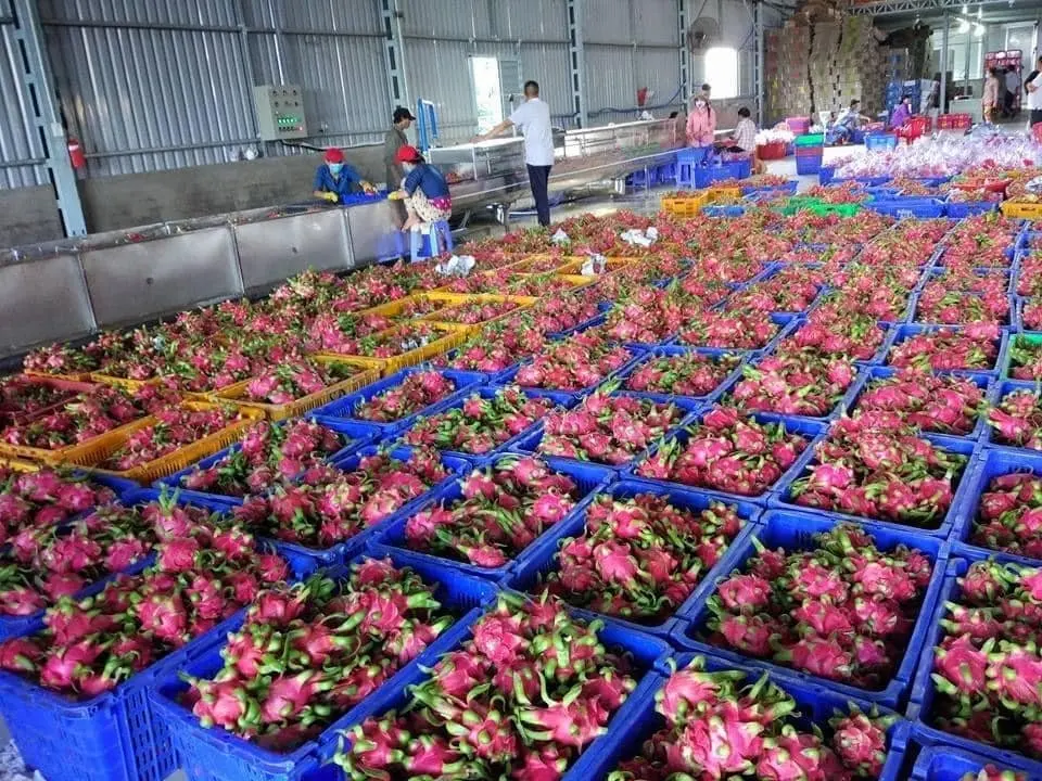 Свежая питайя конкурентоспособная цена экспорта готовой из Вьетнама снимите небольшой 300-500grs/большой 500grs-естественного сладкого 15 дней