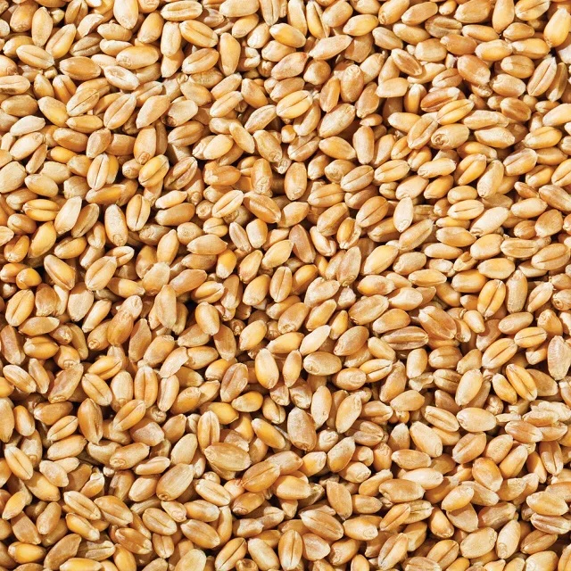 Wheat High Quality Natural Whole Grain Dried Style for Soft Bread Making