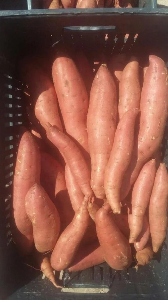 
High Quality EGYPTIAN Fresh Purple Sweet Potato 