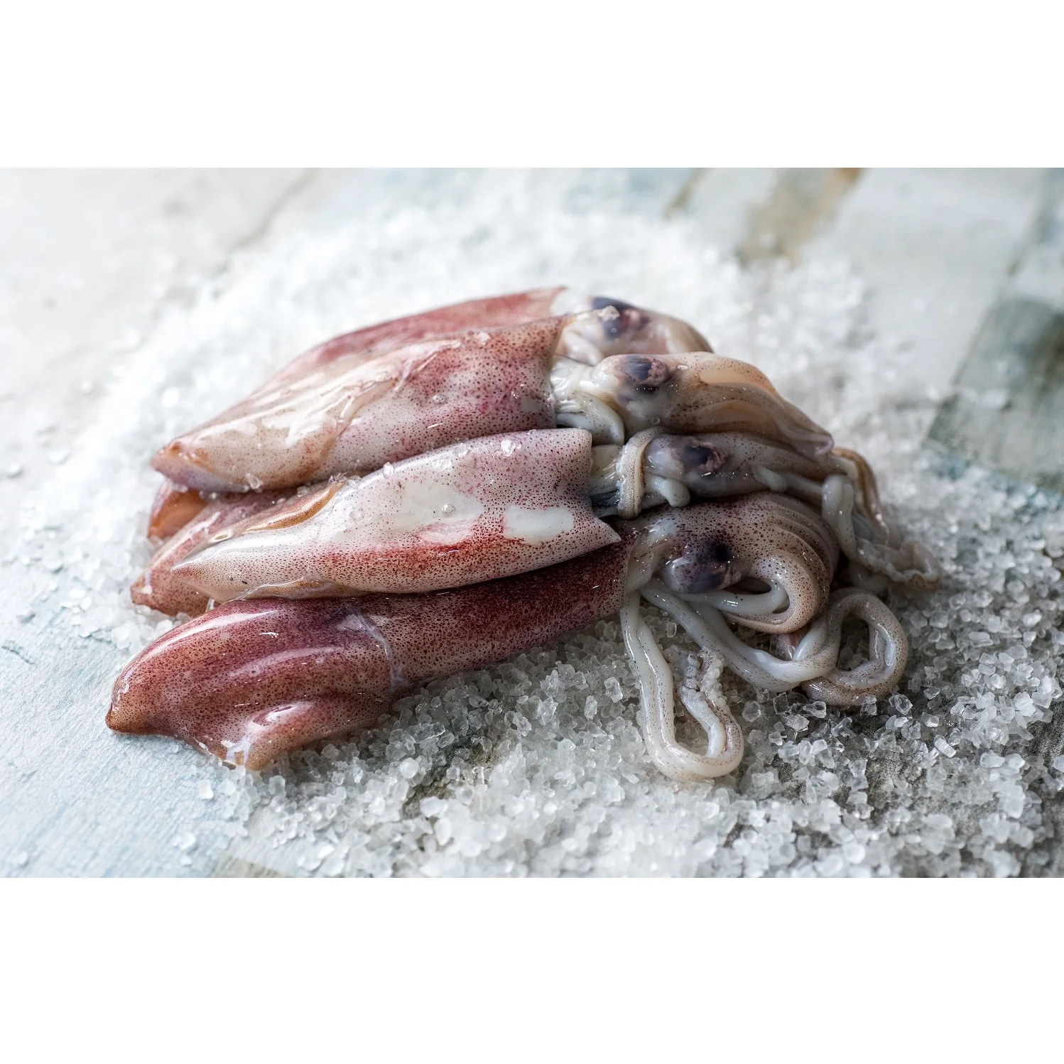 Fresh Loligo Chinensis Calamari Plain Packaging 2 kg/pkt Frozen Whole Round Squid with Tentacles of Squid