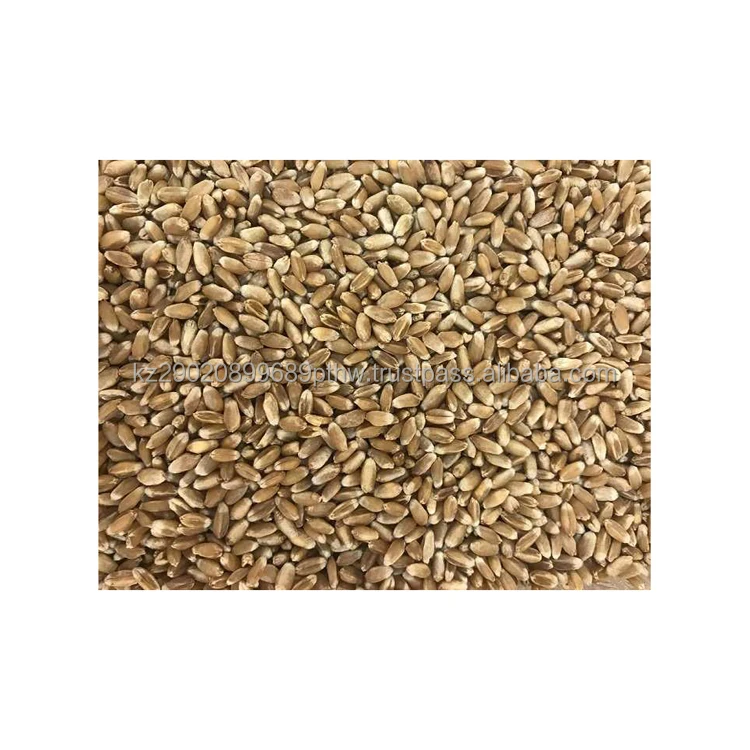 Wholesale hard wheat grain widespread use in animal husbandry brewing flour and confectionery industries wheat