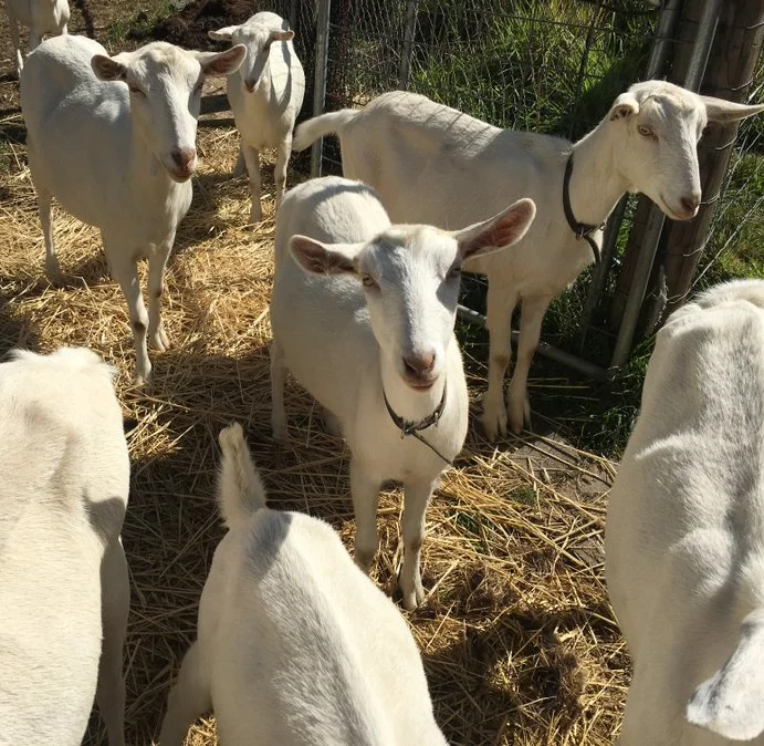 Saanen goats,cow,camel,sheep,goat,ox,bull