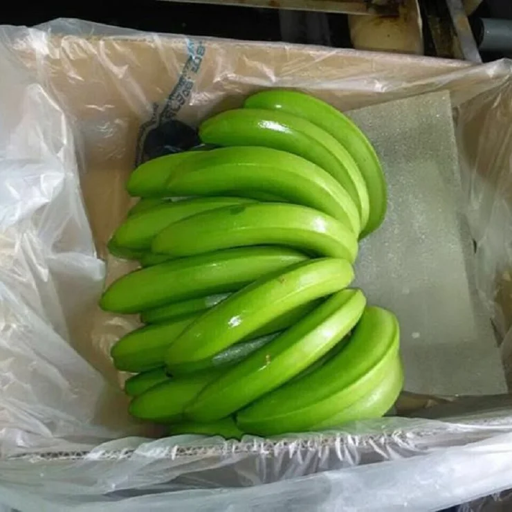 High Quality Fresh Green Cavendish Bananas