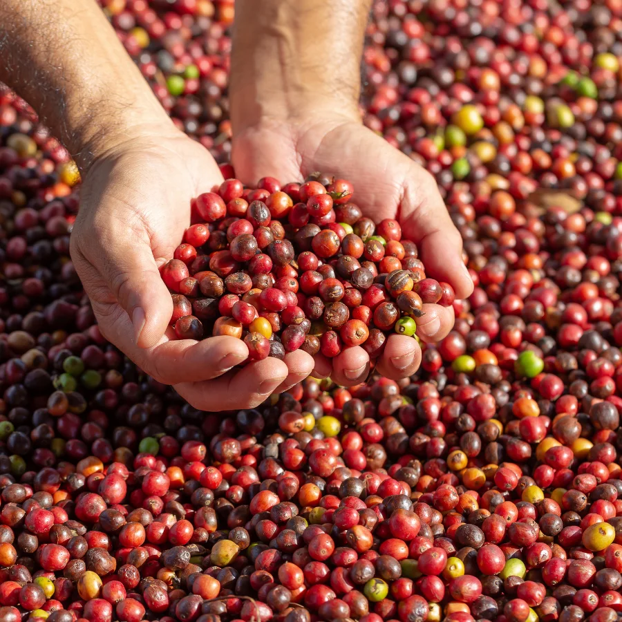 Best Price Robusta Coffee Green Beans Vietnam Coffee - Full washed SCR18 Grade 1 - Vietnam Robusta Coffee Beans