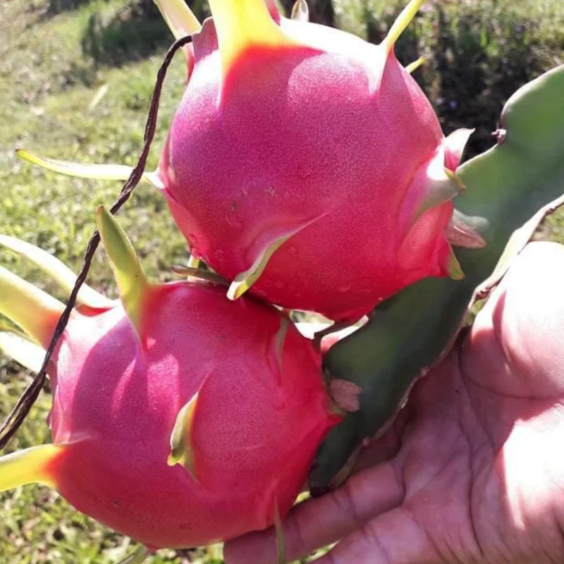 
Fresh Dragon Fruit Made in VietNam High quality Dragon Fruit 
