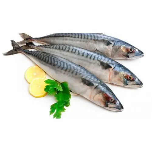 Best Price Fresh Mackerel From Turkey