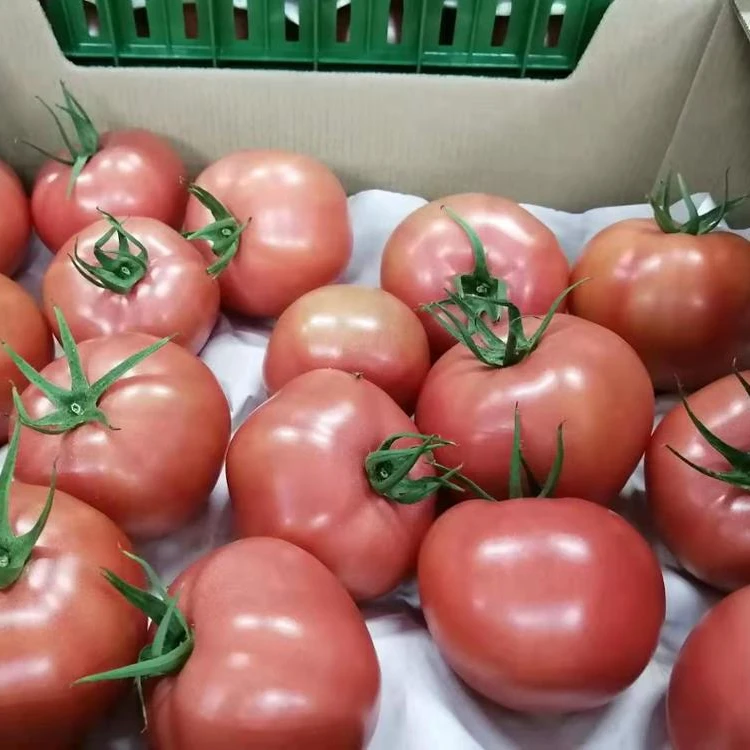 Fresh Cherry Quality Tomato, Fresh Plum Tomatoes for Sale.