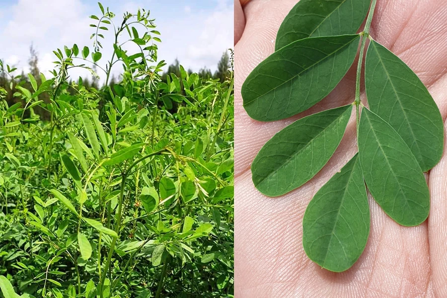 Manufacturer of High Quality Herbal Organic Natural Indigo Powder For Blue Hair Coloring Non Toxic OEM Best Selling Product