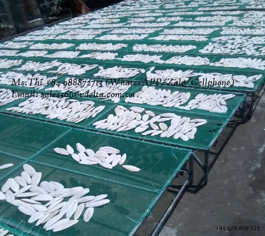 
DRIED CUTTLE FISH BONE/ SEAFOOD WITH THE BEST PRICE/Ms.Thi Nguyen +84 988872713 