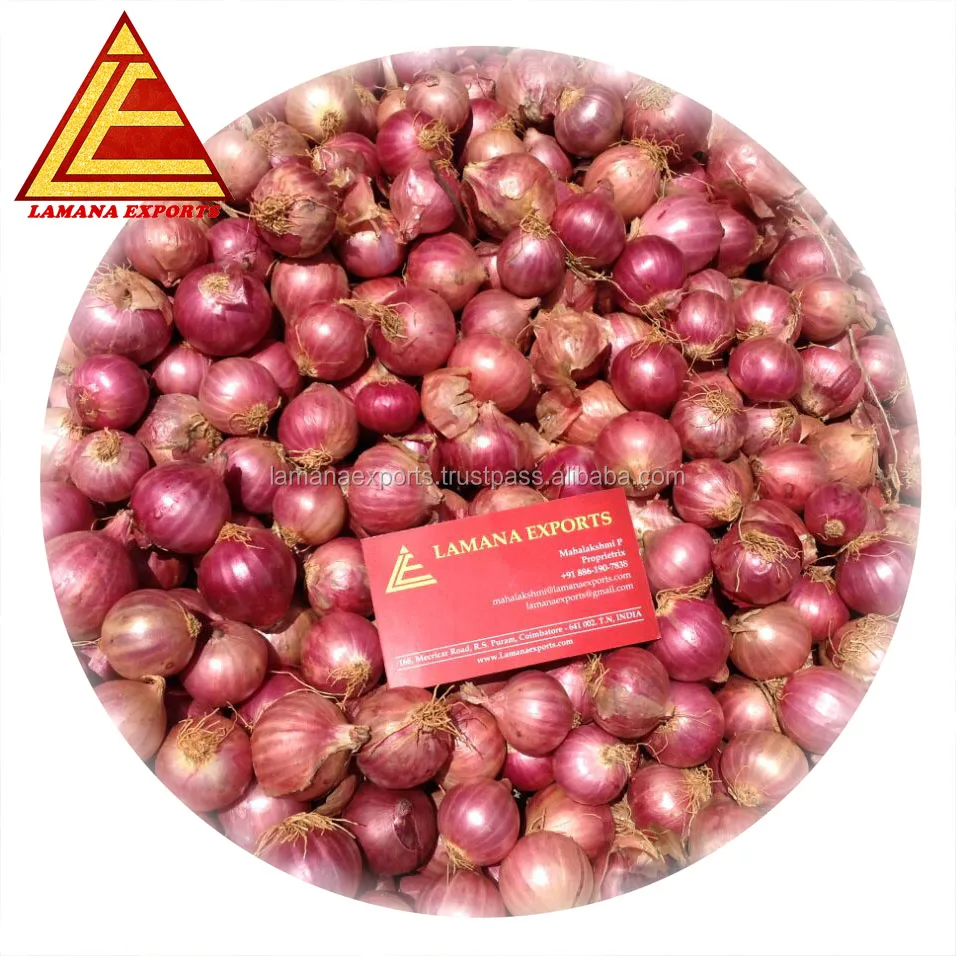 
Fresh Nashik Onion for Singapore 55mm up above Premium Quality 