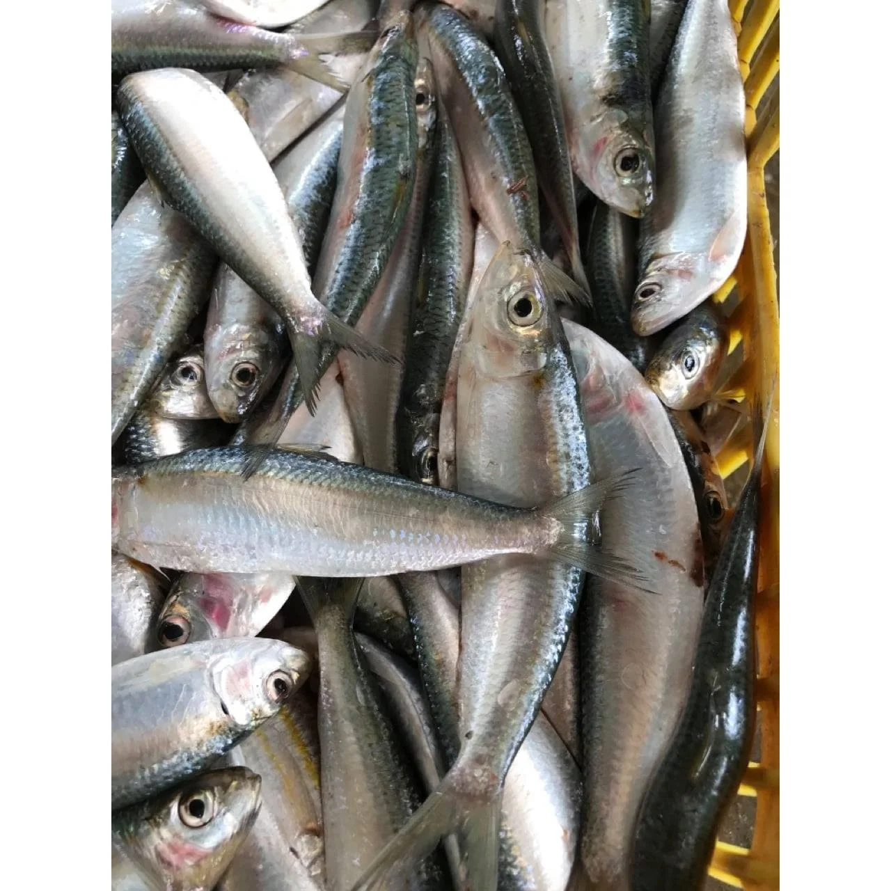 Top selling Wind Freezing Air-dried Seafood Frozen Herring Fish Patties With PE Bag Packaging exported from Vietnam