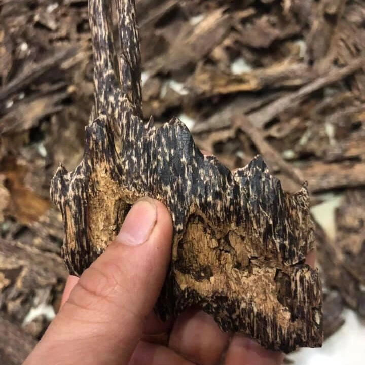 HIGH- CLASS SWEET CAMBODIA OUD VIP QUALITY FOR USING DAILY