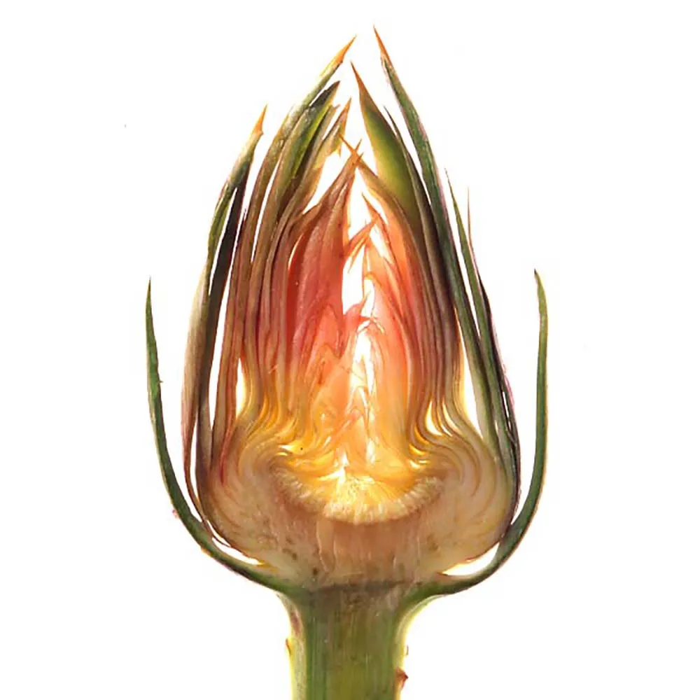 
Centrone healthy products Best quality italian made salty capers jar pickled for cooking canned food vegetables capers in brine can vegetable 