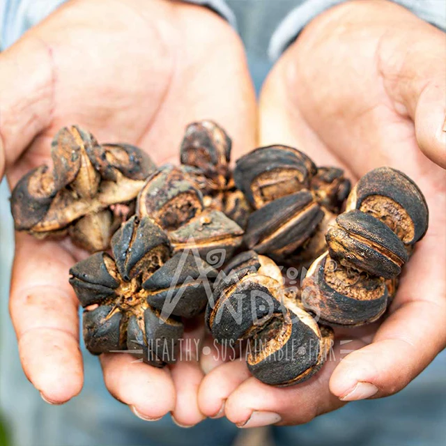 Улучшение функционала мозга, Перу, растущие в капсулах с органическим маслом сачи Инчи