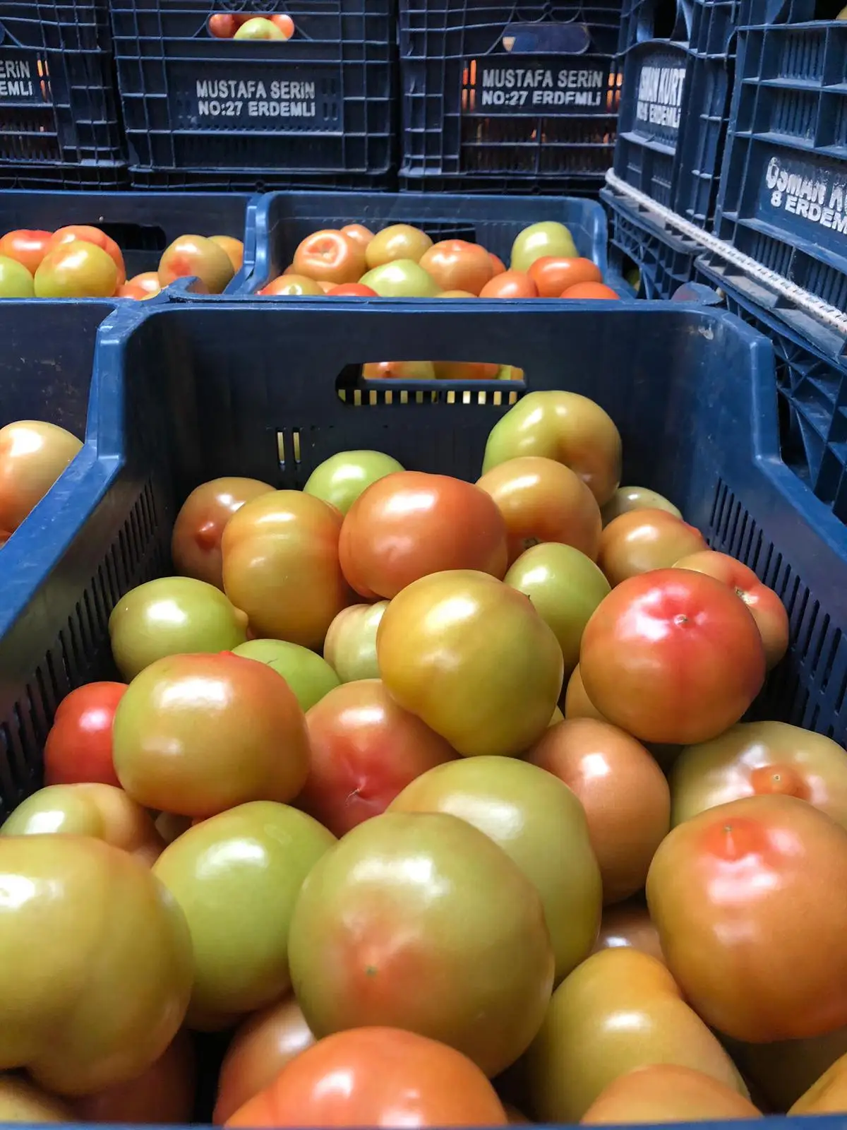 WHOLESALE Natural Red GREEN Fresh Tomatoes Mature Tomato Best Quality For Wholesale
