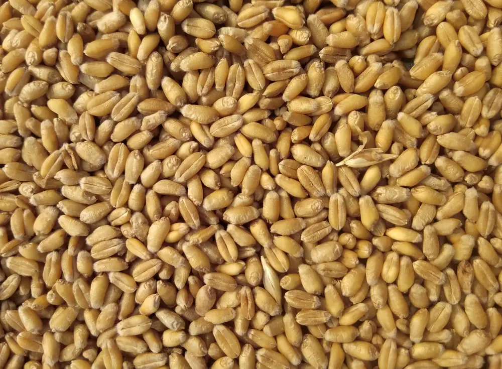 High quality Wheat grain: 100% Nutrition & Organic Quality organic wheat grain, cheap and affordable, ready for shipping.