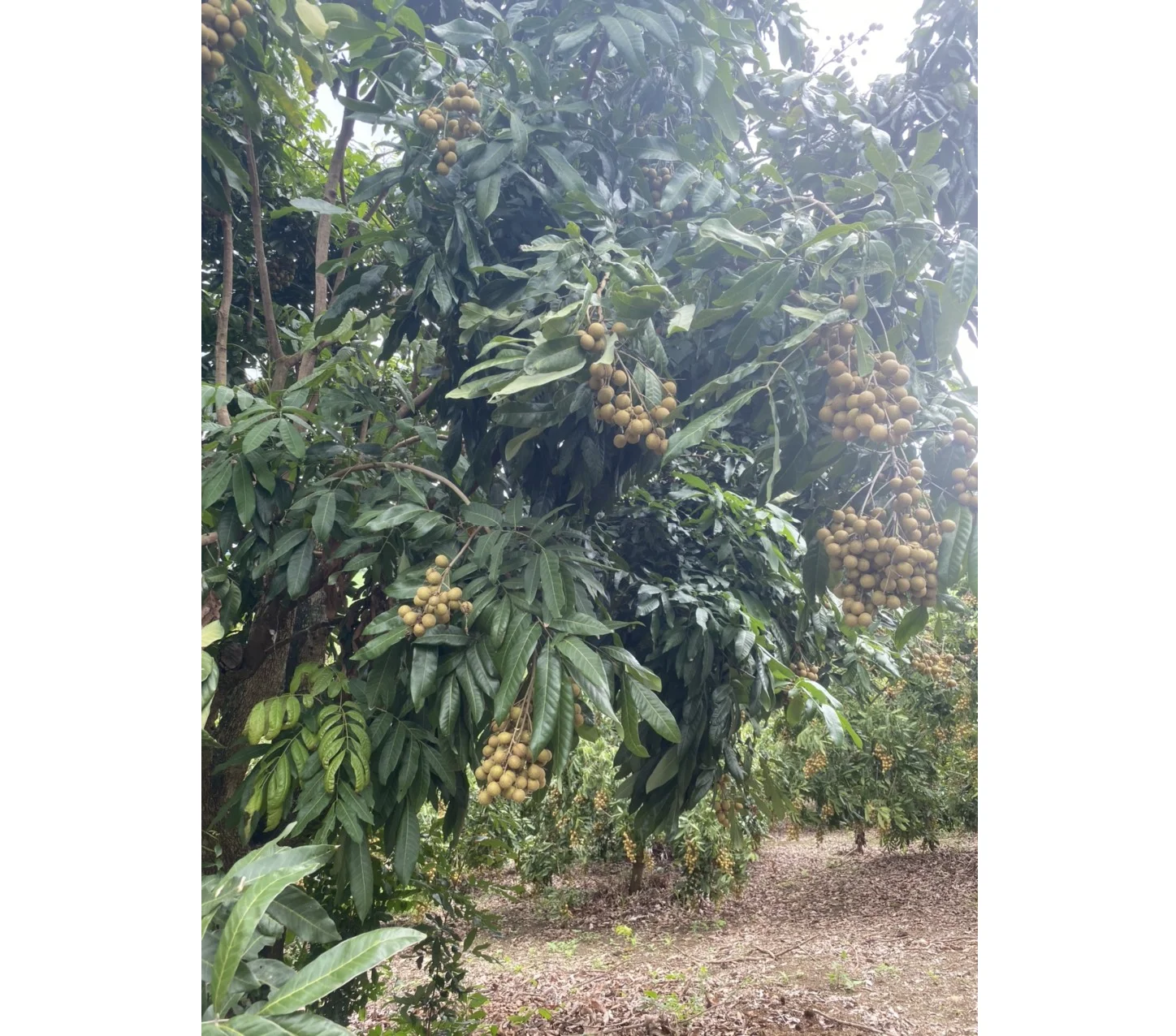 Prestigious Manufacture Vietnam Longan Fresh Fruit Fresh Longan Natural Sweet Tropical Fruit High Quality Wholesale