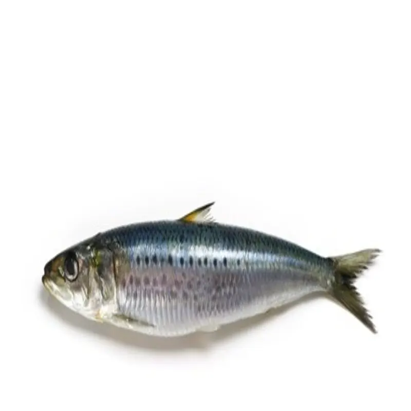 Frozen Sardine Fish High Quality Hot Selling Whole Round Herring Sardine Fish Fillet All Types Bqf Iqf Sardinops Melanostictus