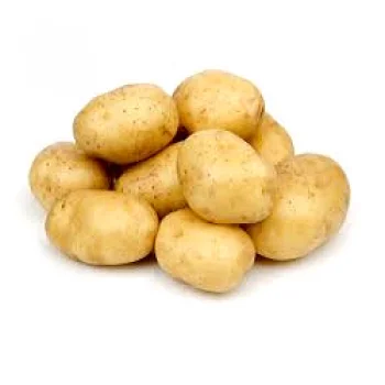 Holland Fresh Potato/2020 Russet Potato crop