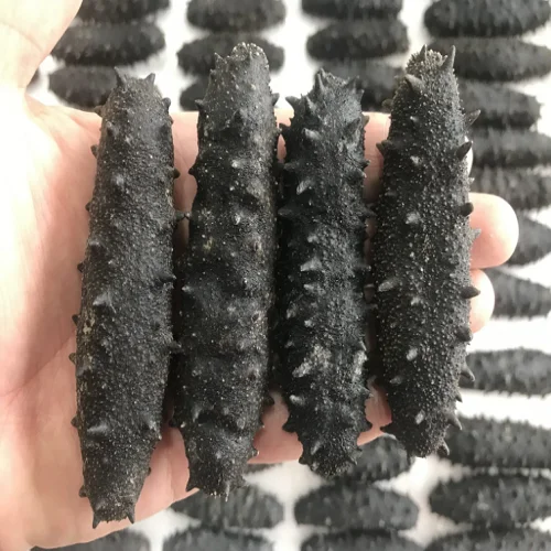Dried Sea Cucumber