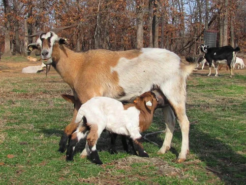 Spanish goats