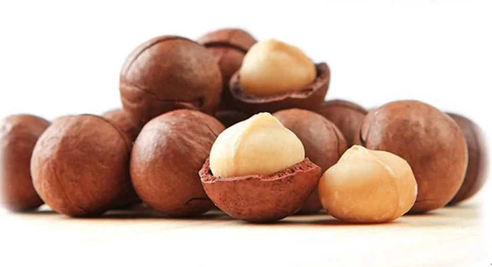 
Vietnam Supplier ISO Certification Organic Dried Macadamia Nuts Shell Cracked 