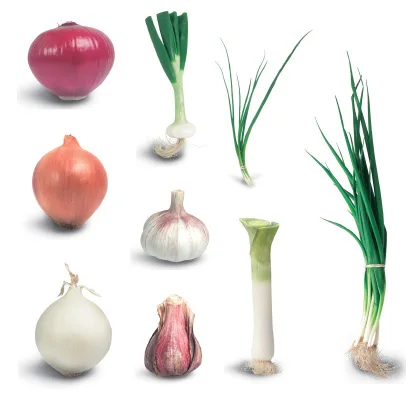 Scallions Vegetables/ Green Onion/ Leeks/
