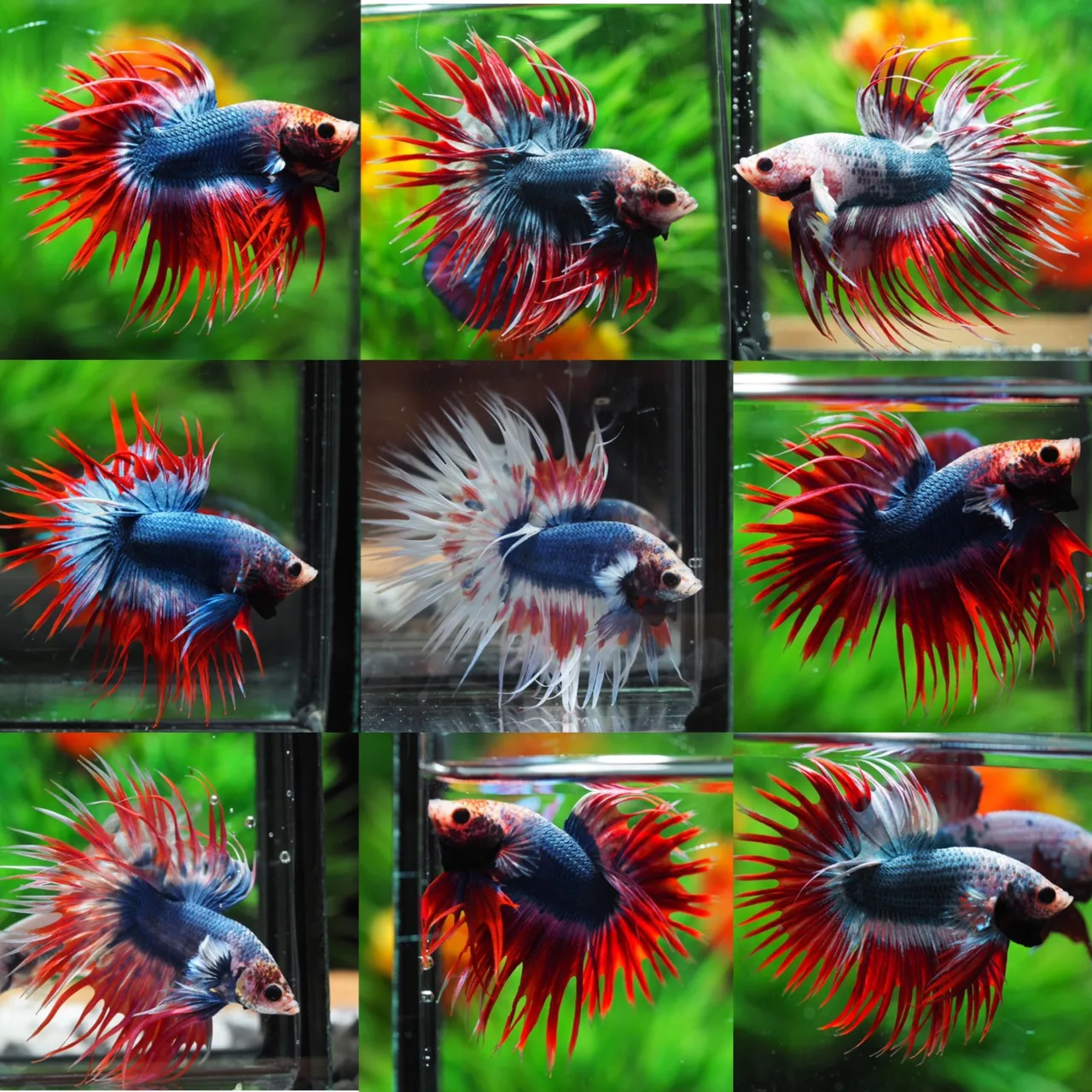 
MYSTERY BOX LIVE BETTA FISH HIGH QUALITY-Thailand Betta Fish Premium Quality Plakat Siamese Fighting Fish 