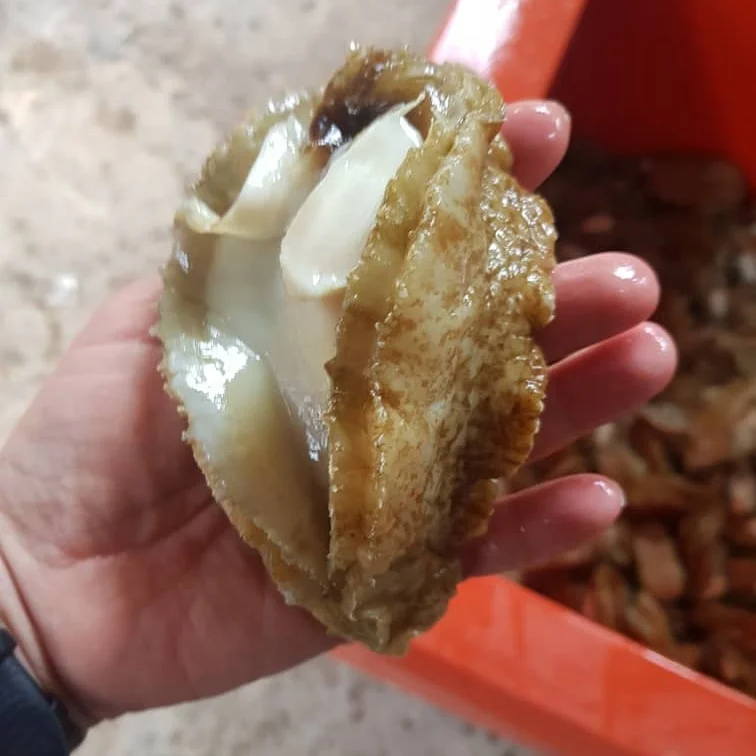 Top Selling High Grade Half Cooked Abalone Seafood For Sale Packaging ISO HACCP Fresh Health Nutrition Origin Life