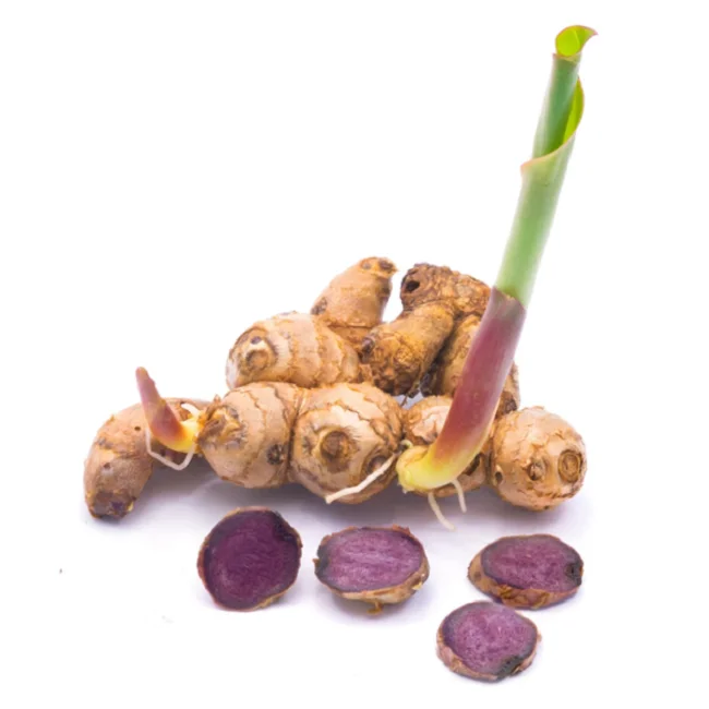 Organic Kaempferia Parviflora (Kunyit Hitam) Black Ginger Root Herbal Extract Powder for better body condition regulates blood