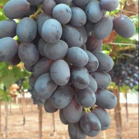 High quality Fresh Grapes for sale