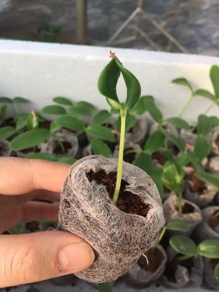  Вьетнамские пеллеты Коко/кокосовые гранулы для посадки/посадки Горшков