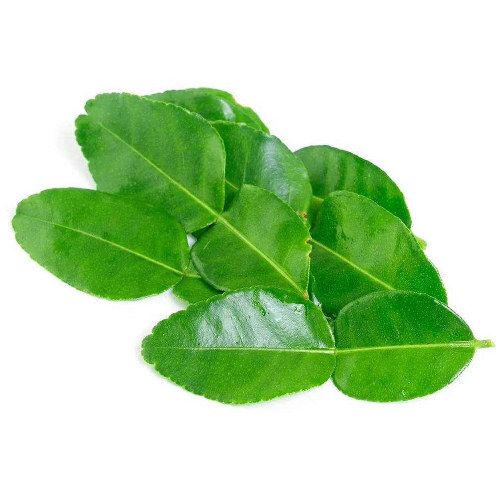 BIG DISCOUNT TOP QUALITY IQF FROZEN KAFFIR LIME LEAVES FROM VIET NAM EXPORT STANDARD BRC HALAL CERTIFICATE NO PESTICIDE