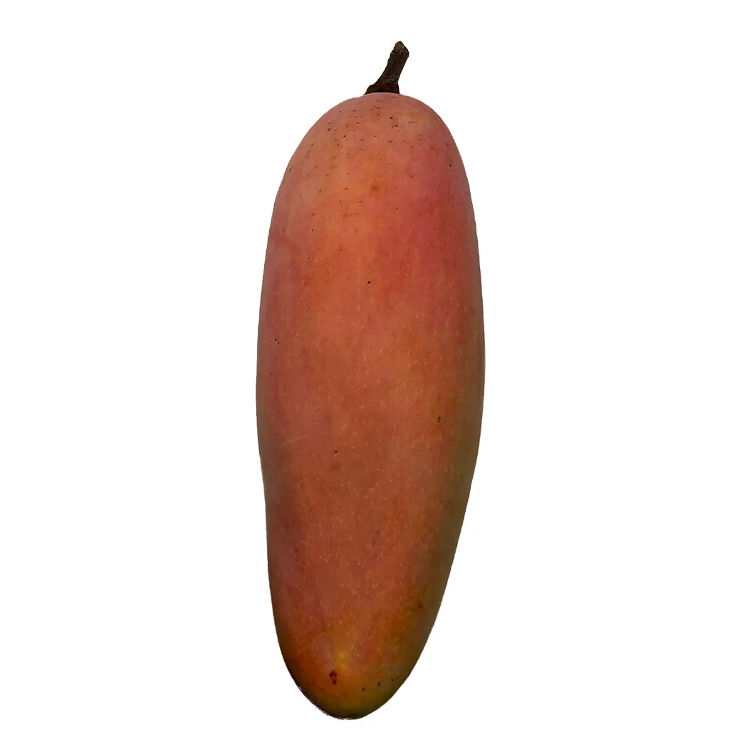 Premium and High Quality Fresh Premium Grade Mangoes Fruit Box Packing Quality Selecting for Consuming Mahachanok Mangoes.