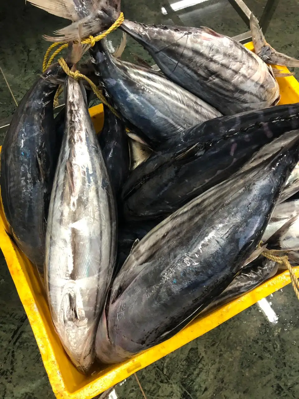 Свежий замороженный тунец IQF индийского происхождения поставщик тунца из индии Наивысшее качество и количество